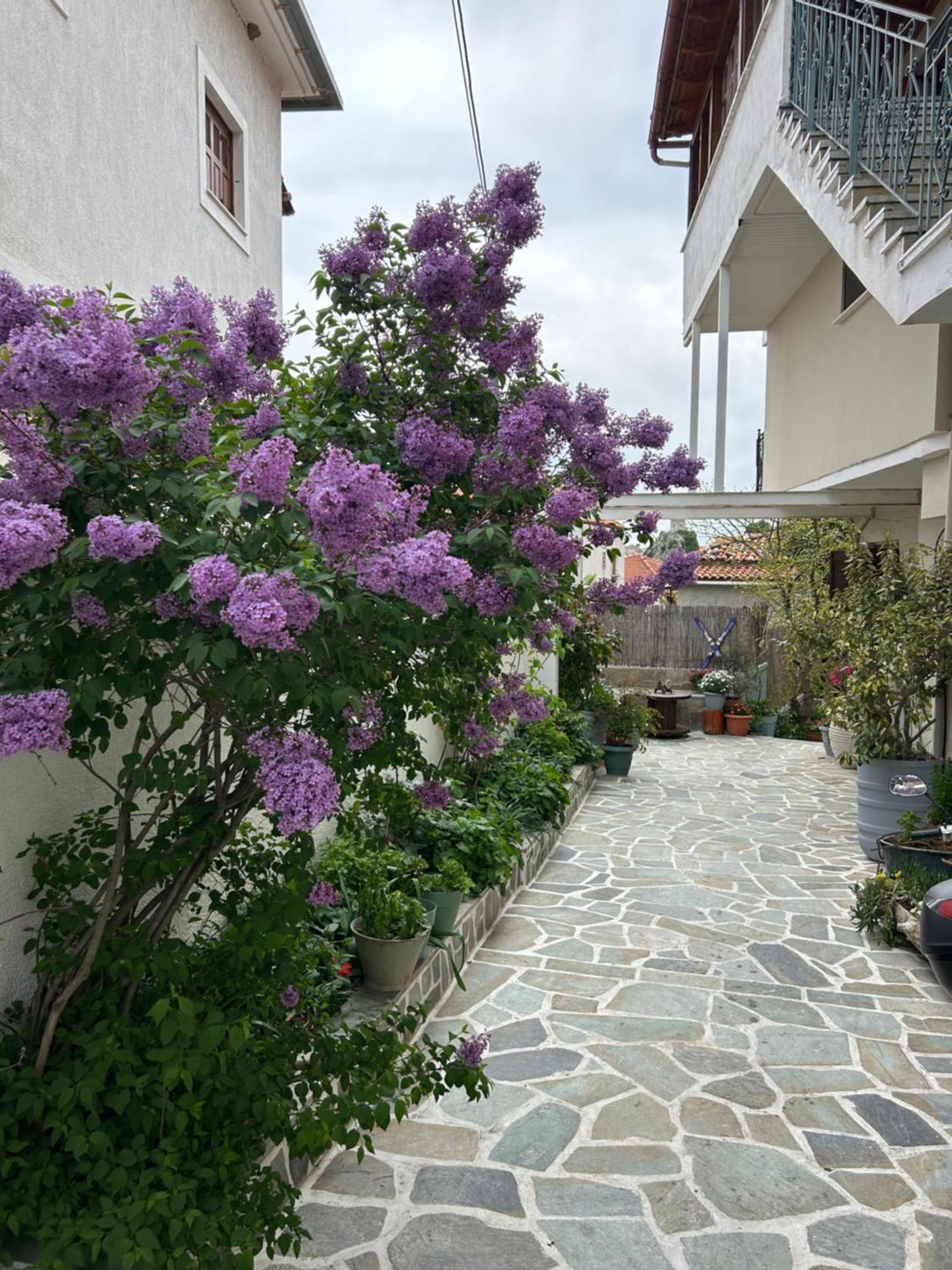 Guesthouse Doma Arachova Eksteriør billede